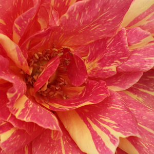Онлайн магазин за рози - Червено - Жълт - Чайно хибридни рози  - дискретен аромат - Pоза Амбосфункен - Меиер - Интензивен аромат и раирани цветове.